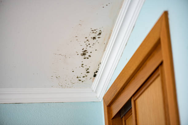 Best Toxic Mold Removal  in Algood, TN