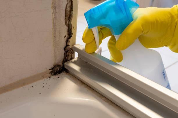 Best Mold Removal Company Near Me  in Algood, TN
