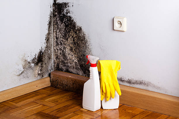 Office Mold Removal Services in Algood, TN