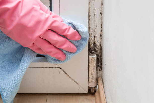 Best Certified Mold Removal  in Algood, TN